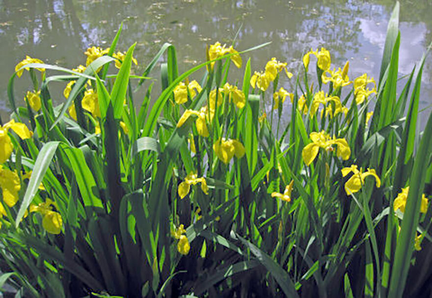 Yellow Iris